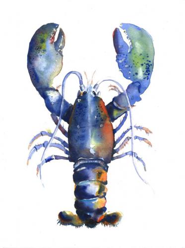 Blue Lobster